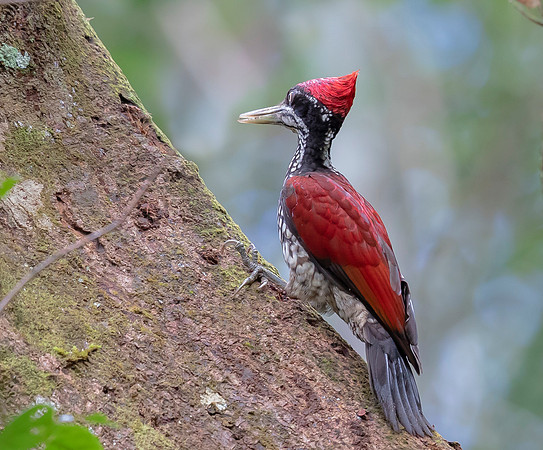 Crimson-backed Goldenback. Sri Lanka 2019