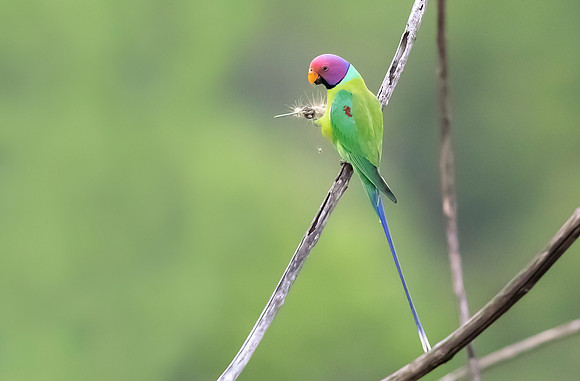 Plum-headed Parakeet, Sinharaja, Sri Lanka 2019