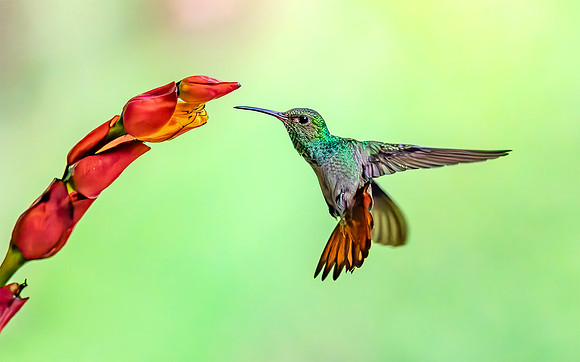 Rufous-tailed Hummingbird approaching a Sanchesia flower, Costa Rica 2022