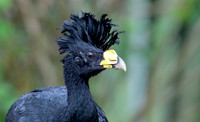 Great Curassow ♂, Costa Rica, Laguna Del Lagarto 2022