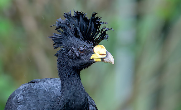Great Curassow ♂, Costa Rica, Laguna Del Lagarto 2022