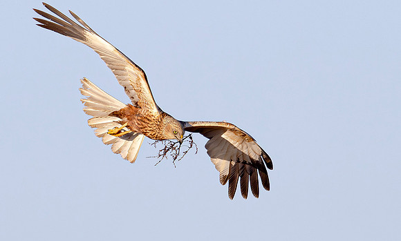 Bruine kiekendief ♂, Marsh harrier, Rietlanden Kockengen 2025