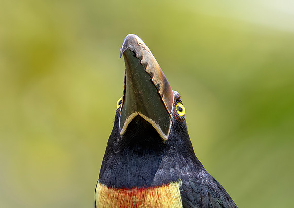 Collared Aracari, Costa Rica 2022