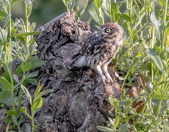 Steenuil, Little Owl, Groene Hart 2026