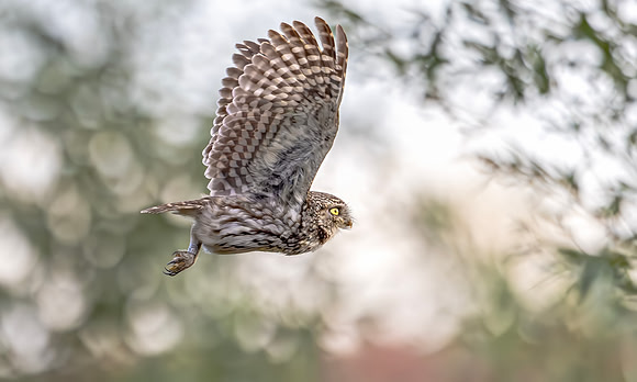 Steenuil, Little Owl, groene hart 2024