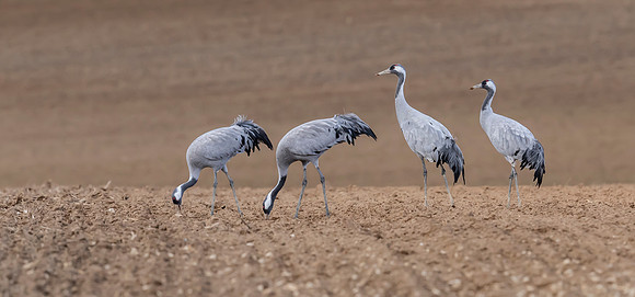 Kraanvogel, Common Crane,  Lac du Der Chantecoq 2019