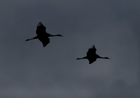 Kraanvogel, Common Crane,  Lac du Der Chantecoq 2019