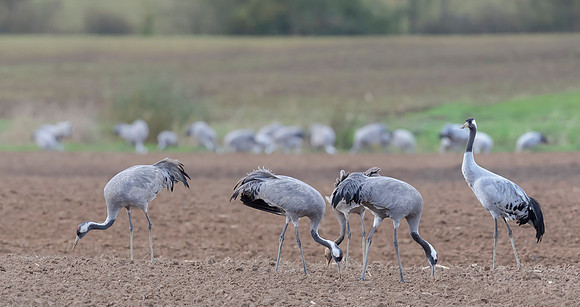 Kraanvogel, Common Crane,  Lac du Der Chantecoq 2019