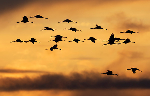 Kraanvogel, Common Crane,  Lac du Der Chantecoq 2019