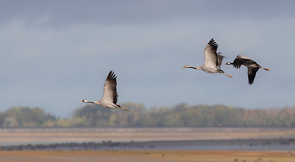 Kraanvogel, Common Crane,  Lac du Der Chantecoq 2019