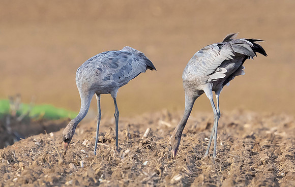 Kraanvogel, Common Crane juv,  Lac du Der Chantecoq 2019