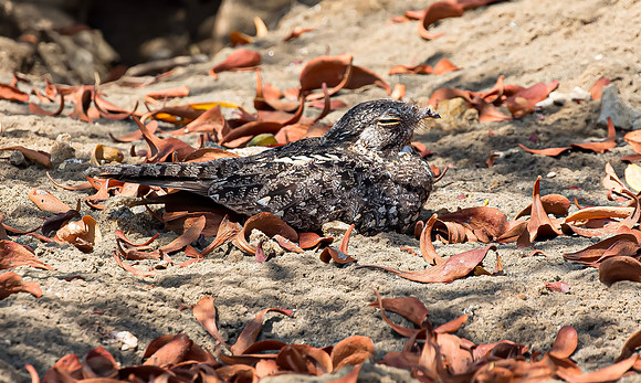 Savanna Nightjar, Bali Barat Ntl Park, Indonesia 2018