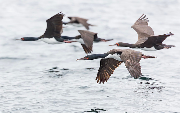 Guanay Cormorant, Peru 2015