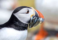 Papegaaiduiker, Atlantic Puffin, Farne Isles 2019