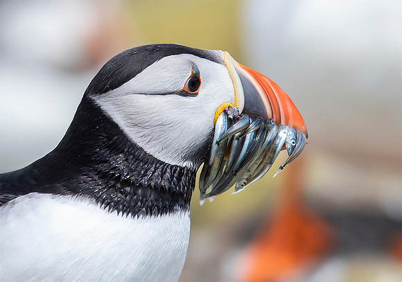 Papegaaiduiker, Atlantic Puffin, Farne Isles 2019