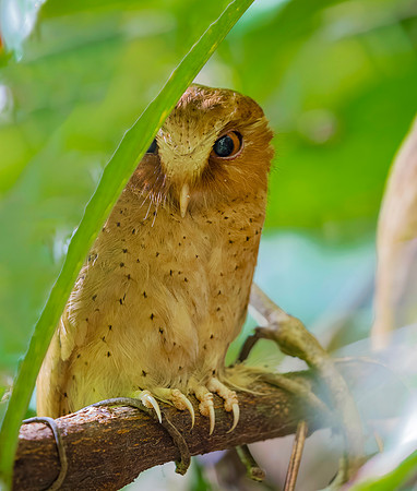 Serendib Scops Owl ♂, Sinharaja, Sri Lanka 2019