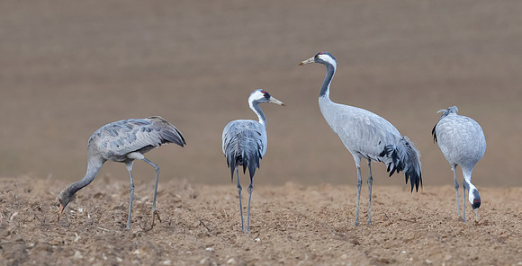 Kraanvogel, Common Crane,  Lac du Der Chantecoq 2019