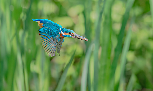 IJsvogel ♂, Common Kingfisher, Kockengen 2020