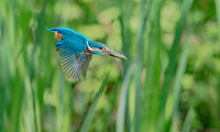 IJsvogel ♂, Common Kingfisher, Kockengen 2020