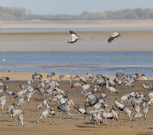 Kraanvogel, Common Crane,  Lac du Der Chantecoq 2019