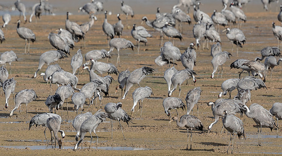 Kraanvogel, Common Crane,  Lac du Der Chantecoq 2019