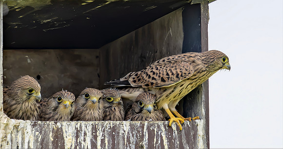 Torenvalk juv, Common Kestrel, Kockengen 2026