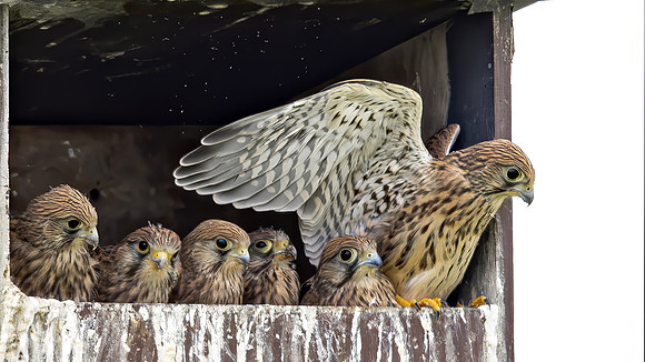 Torenvalk juv, Common Kestrel, Kockengen