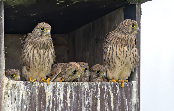 Torenvalk juv, Common Kestrel, Kockengen 2026