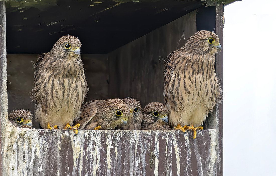 Torenvalk juv, Common Kestrel, Kockengen 2026