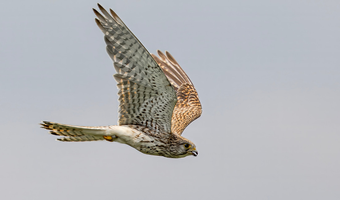 Torenvalk ♀, Common Kestrel, Kockengen