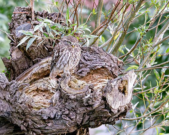 Steenuil, Little Owl, Groene Hart 2026