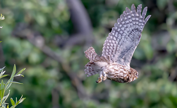 Steenuil, Little Owl, Groene Hart 2026