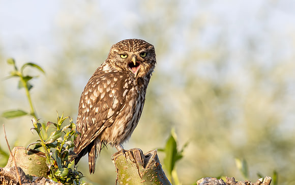 Steenuil, Little Owl, Groene Hart 2025