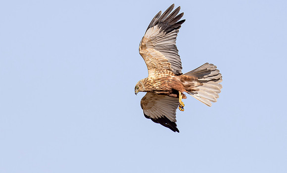 Bruine kiekendief ♂, Marsh harrier, Rietlanden Kockengen 2023