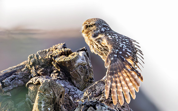 Steenuil, Little Owl, Groene Hart, Nederland 2024