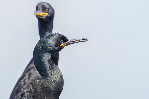 Kuifaalscholver, Shag, Farne Isles 2019