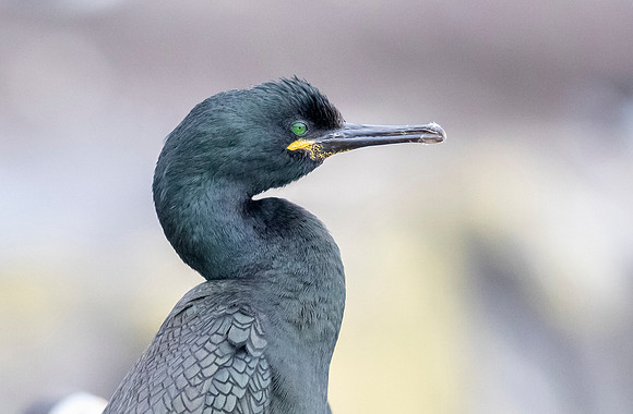 Kuifaalscholver, Shag, Farne Isles 2019