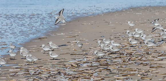 6233 Drieteenstrandloper, IJmuiden, 07-03-2015, S1A8070 def rec