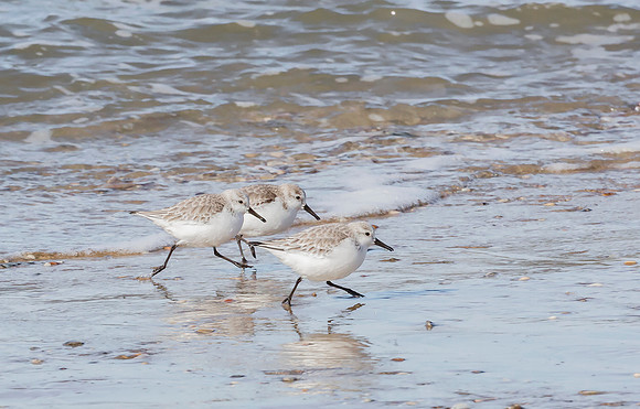 Drieteenstrandloper winter, Sanderling, IJmuiden 2016