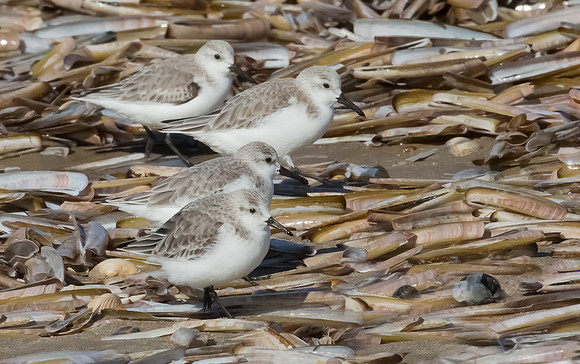 Drieteenstrandloper winter, Sanderling, IJmuiden 2016