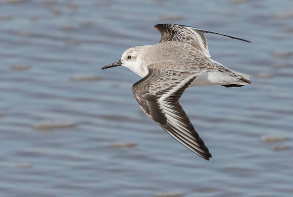 Drieteenstrandloper winter, Sanderling, IJmuiden 2016