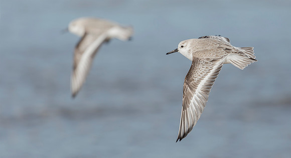 Drieteenstrandloper winter, Sanderling, IJmuiden 2016