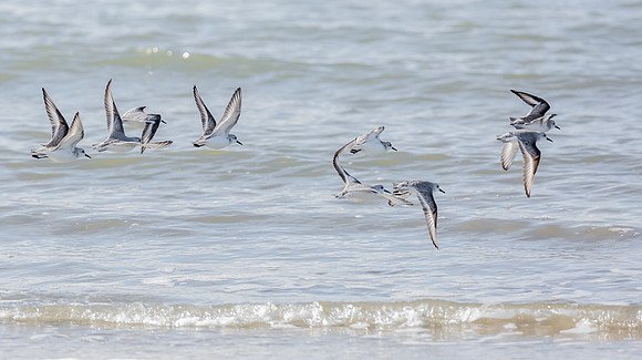 Drieteenstrandloper winter, Sanderling, IJmuiden 2016