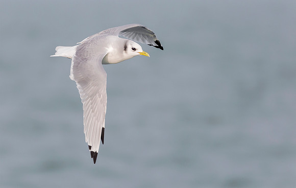 Drieteenmeeuw winter, Black-legged Kittiwake,  North Sea off Neeltje Jans 2015