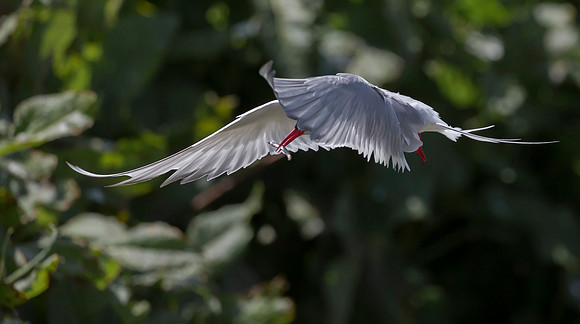 Noordse Stern, Arctic Tern, Farne Isles 2019