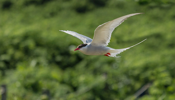 Noordse Stern, Arctic Tern, Farne Isles 2019