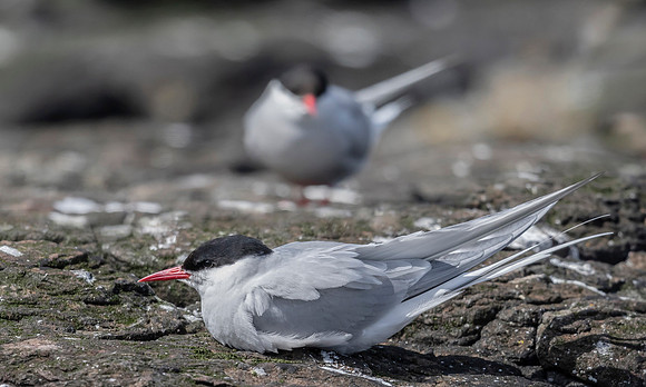 Noordse Stern, Arctic Tern, Farne Isles 2019