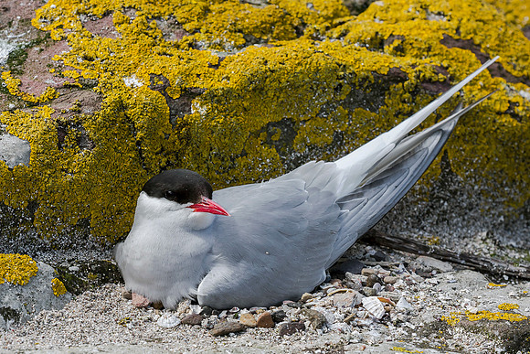 Noordse Stern, Arctic Tern, Farne Isles 2019