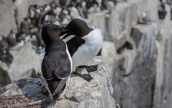 Alk, Razorbill, Farne Isles 2019