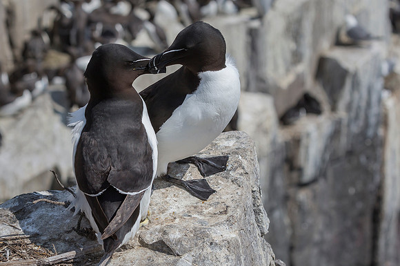 Alk, Razorbill, Farne Isles 2019